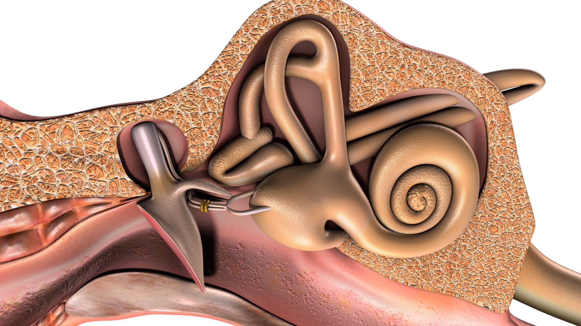 3d Render Headphone in Ear and Ear Canal. 3d Illustration Stock  Illustration - Illustration of tympanic, auricle: 182129399