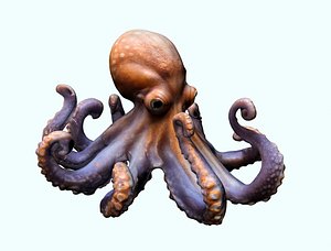 3D model Realistic Octopus 3D Model