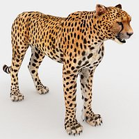 Cheetah