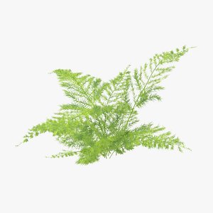 Fern 03 01