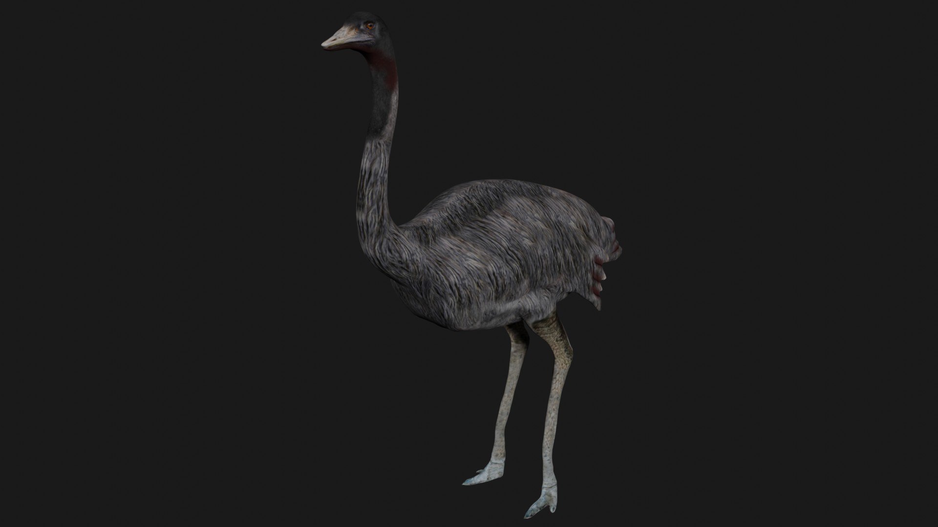 Realistic Rigged Emu 3D Model - TurboSquid 1683852