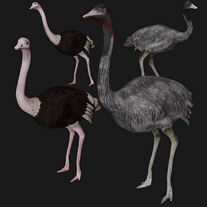 realistic rigged emu 3D model