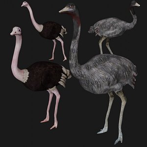 Realistic Rigged Emu and Ostrich Bird Collection