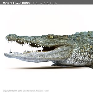 CROCODILE - ALLIGATOR