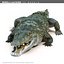 3d morelli crocodile - alligator model