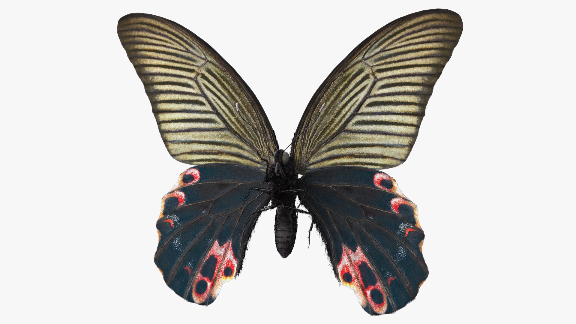 Papilio Protenor Butterfly Female Fur 3D model preview