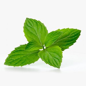 3D mint design model