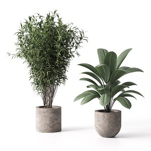 3D model Indoor Plant Set 02