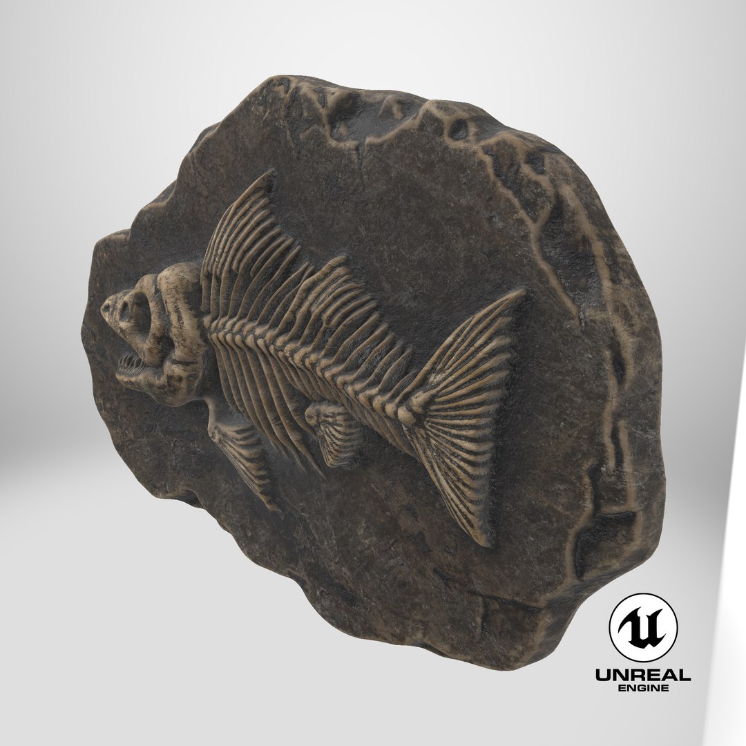 Prehistoric Fish Skeleton Fossil 023 Textured model https://p.turbosquid.com/ts-thumb/Gh/15OHEk/lq/stemcell_unreal_render/png/1731068670/1920x1080/fit_q87/0ff37ed759ada1c59050dfdb923b081ccd32db4a/stemcell_unreal_render.jpg