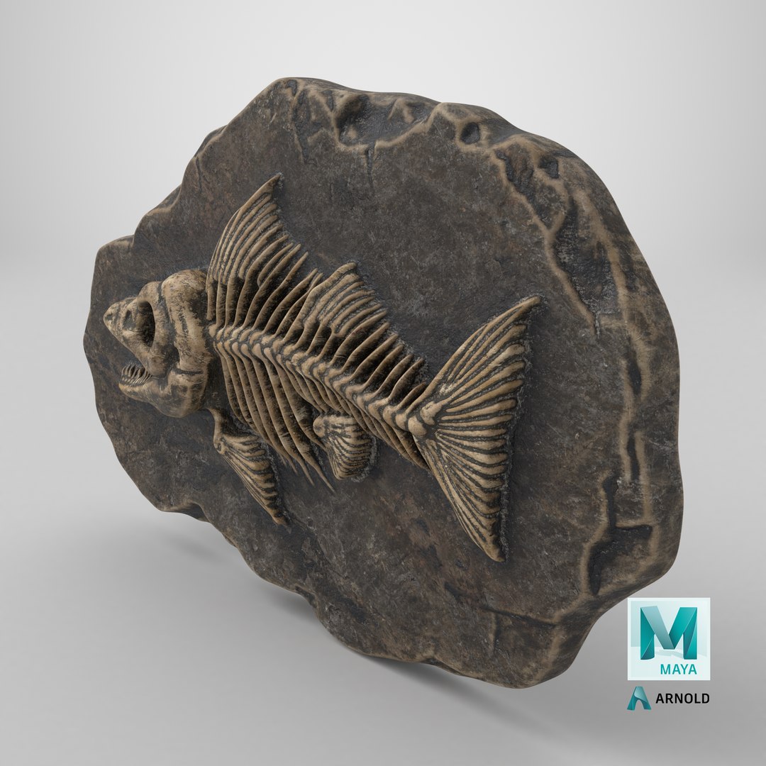 Prehistoric Fish Skeleton Fossil 023 Textured model https://p.turbosquid.com/ts-thumb/Gh/15OHEk/v2/stemcell_maya_arnold_render/png/1731068657/1920x1080/fit_q87/cfcdff0360a5348b162aeea02694865ab7245c15/stemcell_maya_arnold_render.jpg