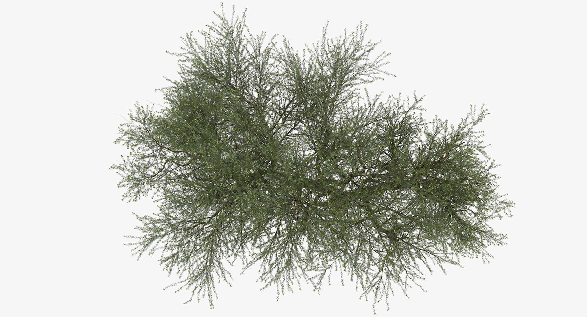 3D olive tree model - TurboSquid 1394317