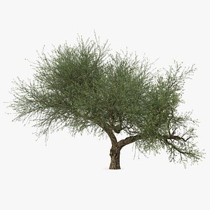 3D model Olive Branch with Black Olives - TurboSquid 1947594