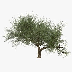 3D Olive-Tree Models