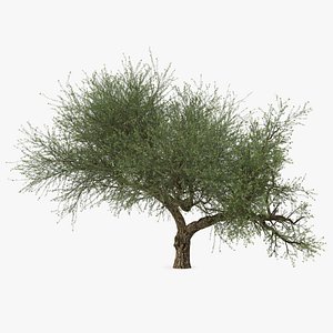 Olive Tree With Olives 3D Model