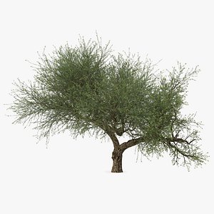 Olive Tree With Olives 3D Model