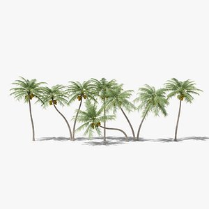 Coconut Palms Collection 3D