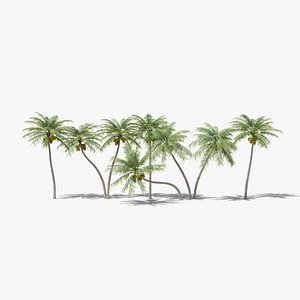 Coconut Palms Collection