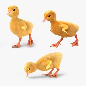 Duck Ducklings Animated Fur Rigged For Blender Collection