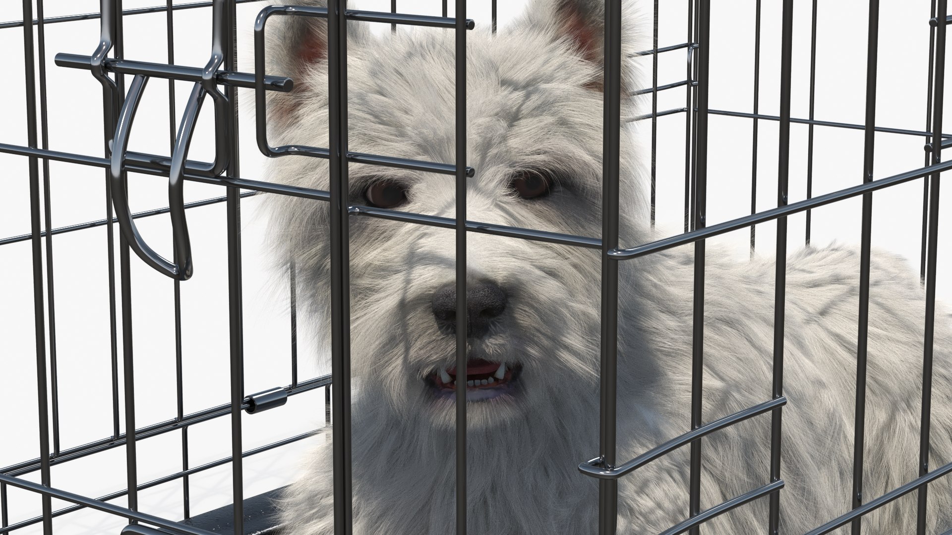 West Highland White Terrier Lying Down Pose in Cage Fur 3D model preview