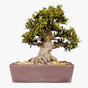 3D Satsuki Kinsai 1 Bonsai Tree Remastered model