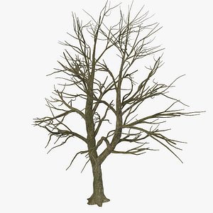 Bare Leafless Autumn Tree