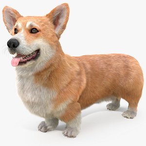 Pembroke Welsh Corgi Dog Standing Pose Fur for Cinema 4D
