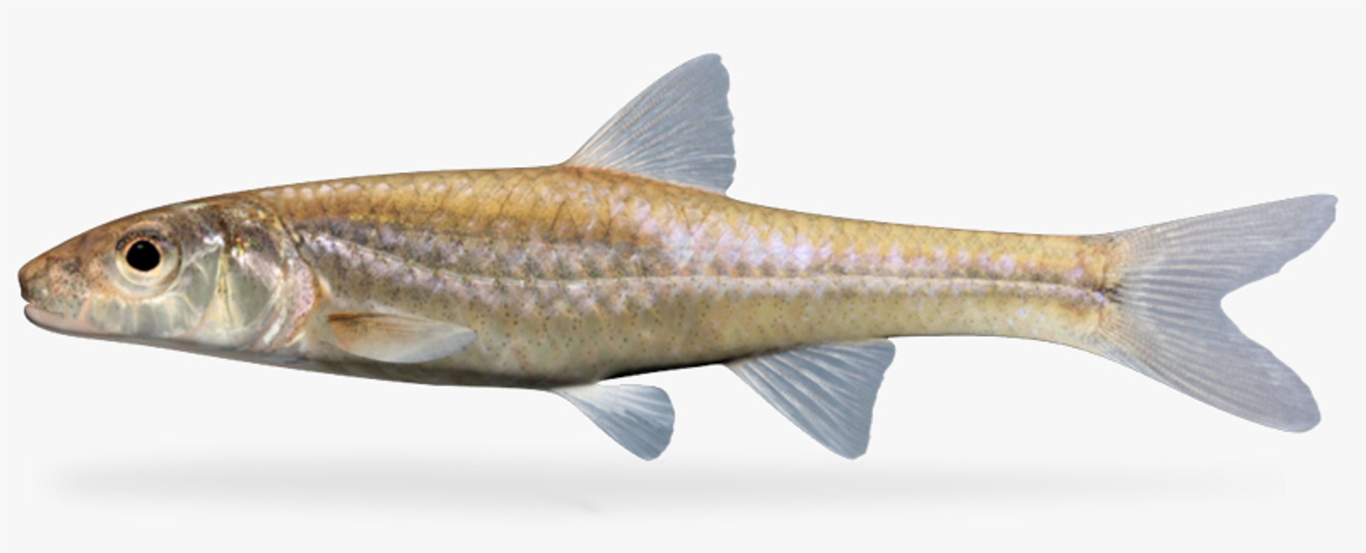 3d Notropis Buccatus Silverjaw Minnow