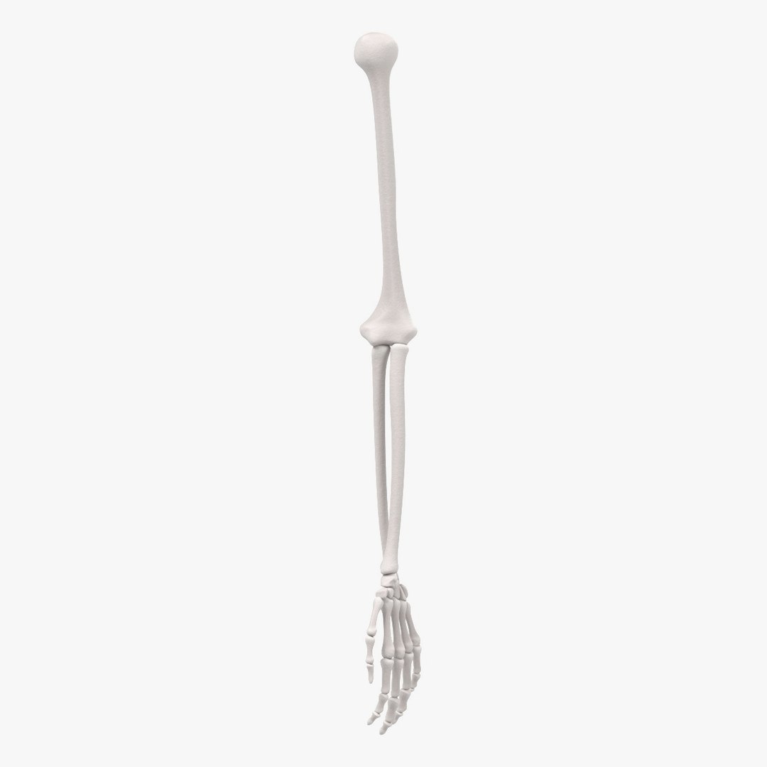 3d Arm Bones