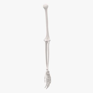 Arm Bones