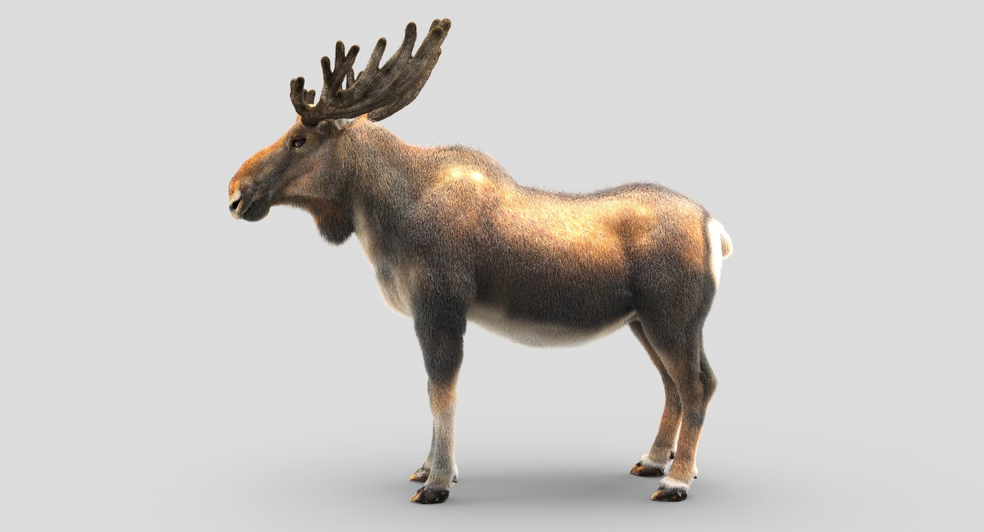 3D Moose Fur Hair - TurboSquid 1208600