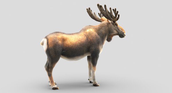 3D moose fur hair - TurboSquid 1208600