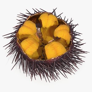 Sea Urchin Open with Edible Roe Yellow