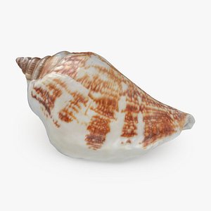 Pierced Shell Cones
