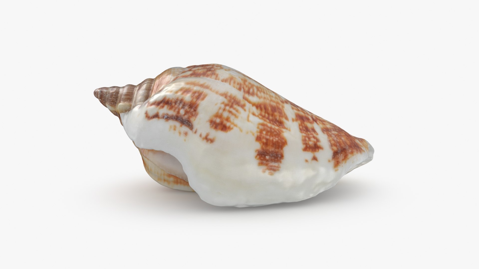 3D Seashells Collection 3 model https://p.turbosquid.com/ts-thumb/Gi/CKL7nr/9D/piercedshellcones_a0001/jpg/1698859931/1920x1080/fit_q87/33f0a55fa0e9a1e5fd2f8d9bdacd8e351fe8c028/piercedshellcones_a0001.jpg