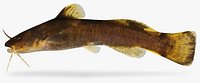 Noturus maydeni Black River Madtom