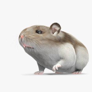3D Campbell Dwarf Hamster Brownish Gray Fur Rigged model