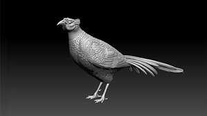 3D pheasant model