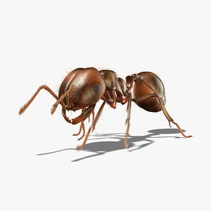 Fire Ant (ANIMATED)