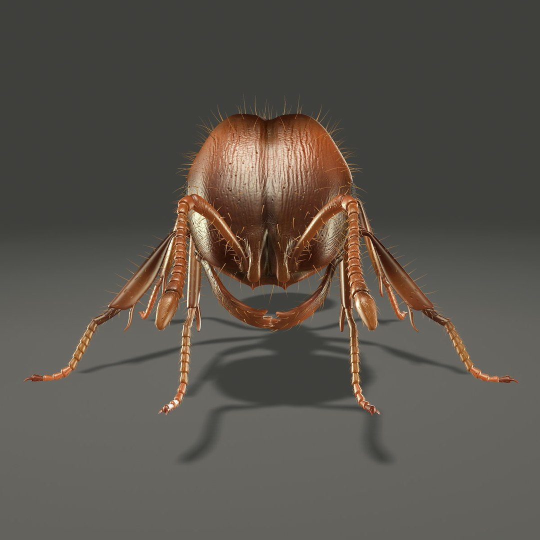 3d ant animation model https://p.turbosquid.com/ts-thumb/Gi/RvCcQN/Vc0mxopz/10/jpg/1360223172/1920x1080/fit_q87/6b8f614c3ae8fa8d3a192c7d9fabfe41458c8d5e/10.jpg