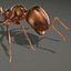Fire Ant (ANIMATED)