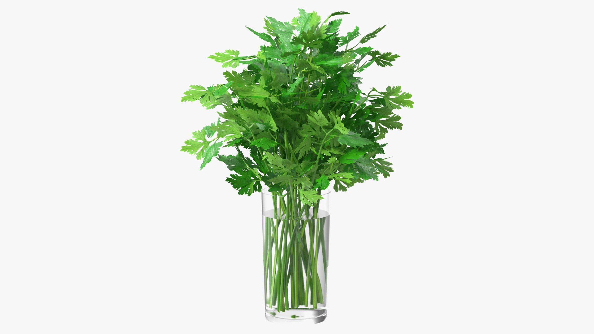 Fresh Bunch Parsley in Glass 3D model preview