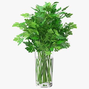 Fresh Bunch Parsley in Glass