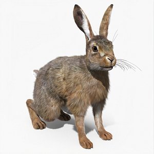 Jackrabbit Fur Rigged for Cinema 4D