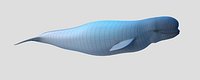 Beluga Whale 3D Model