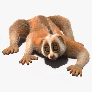 Slow Loris Fur Rigged 3D model
