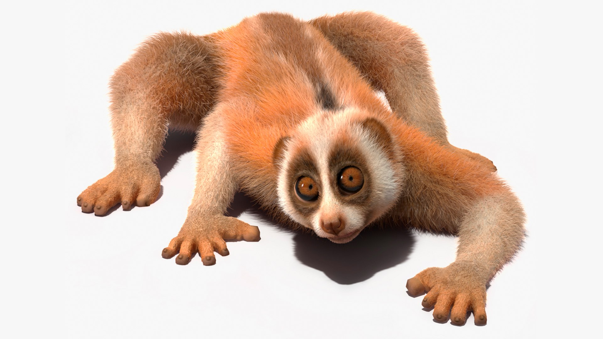 Slow Loris Fur Rigged 3D model preview
