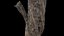 Withered Tree Trunk