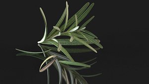 rosemary spice food leaf 3D model