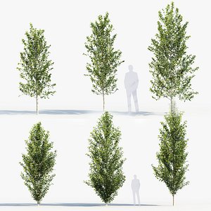 3D model Populus nigra Lombardy poplar