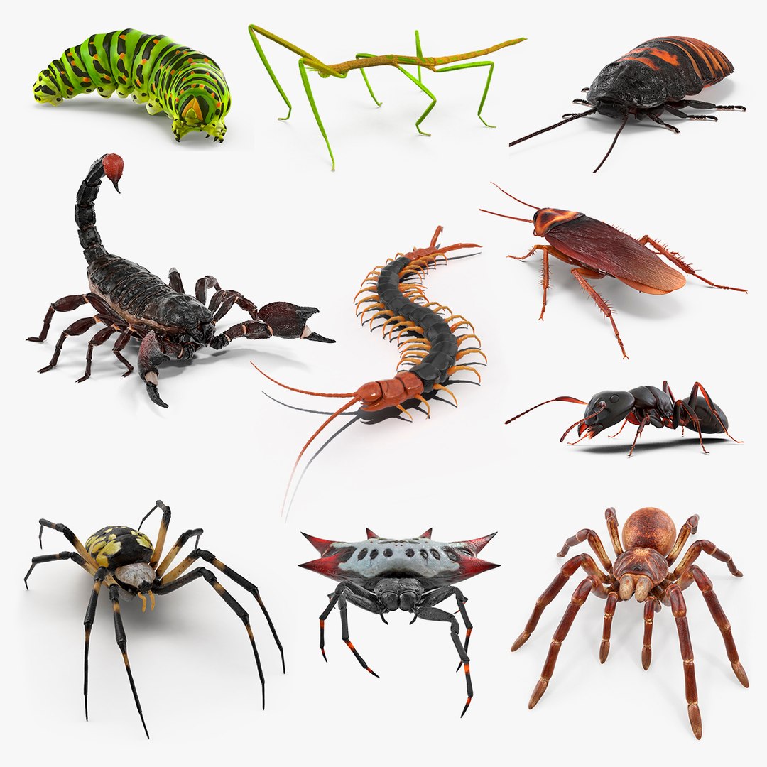Creeping Insects Collection 4 3D model preview